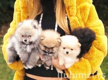 štenci nemačkog ovčara: Pomeranac / Pomeranian / Boo štenci Ako ste odgovorna osoba i imate — 1