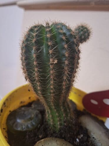 komode za spavaće sobe: Kaktusi 2/1 od 13cm i 17cm! Cena po komadu je 400 din, a u paru — 2