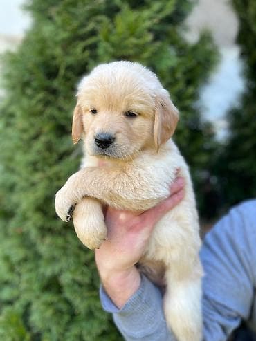 Na prodaju stenci Zlatnog retrivera ostenjeni 19.01.2026. Stenci su