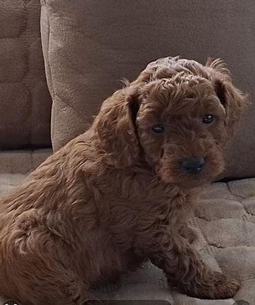 Stenci crvene patuljadte pudle 9 nedelja ; rodovnici ; genetski