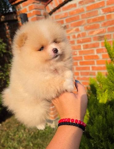 sterilisane macke na poklon: Teddy bear pomeranci, dve sestre, spremne su za preuzimanje. Bogato — 4