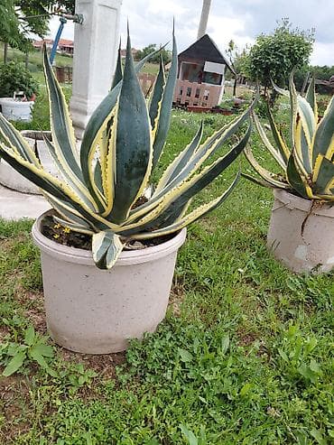 alat na prodaju: Agava americana ‘Variegata’ u saksiji - Velika, dekorativna agava sa — 3