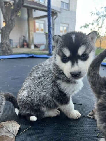 Ostale životinje: Sibirsky haski štenci - Leglo prelepih štenaca sibirskog haskija — 15