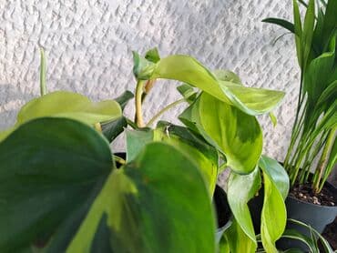 Other Houseplants: Filadendron Brazil sa prve i druge slike je 800, Palma Areca sa trece — 1
