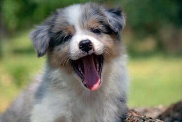 psi cene: Border koli-Border collie, štenad, crno bela i blue merle. Štenad je — 3