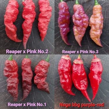 za dvoriste: 🌶Seme najljućih i egzotičnih čili papričica🌶 Za kupljenih pet — 8