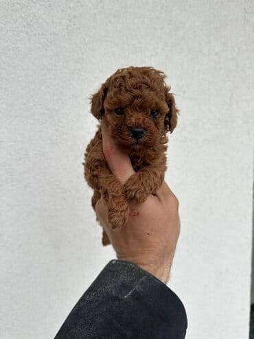 psi pomeranci na poklon: Toy crvene pudle! Toy pudle top kvaliteta u ponudi. Vakcinisani — 4
