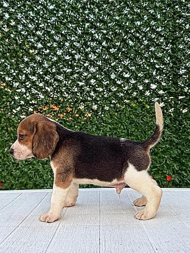 privezak na engleskom: ŠTENCI BIGLA – The Lovely Dogs Pogledajte vrhunski kvalitet naših — 2