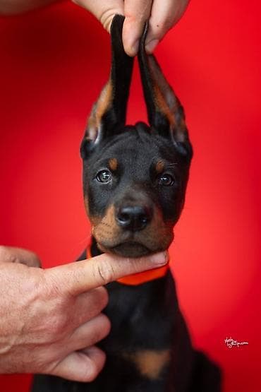 stenca: NA PRODAJU STENAD DOBERMANA IZ ODGAJIVACNICE: HEAVENLY WARRIOR — 2