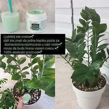 adam i eva cvece slike: 🍀Pasta za domacinstvo🍀 Jedna kafena kasicica u 200ml vode razmutiti i — 1