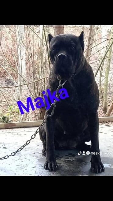 psi za dvoriste prodaja: U ponudi stenci Cane Corso kvalitetne krvne linije, odnegovani u — 6