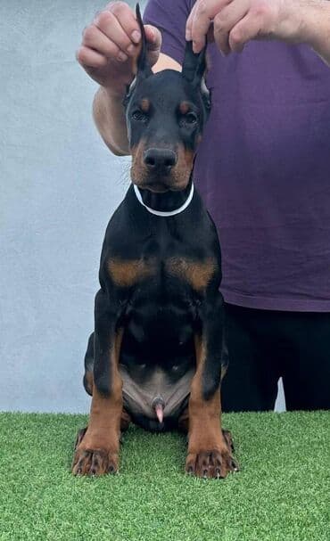 Životinje: DOBERMAN stenci, vrhunskog porekla, sa genetskim testovima roditelja — 4