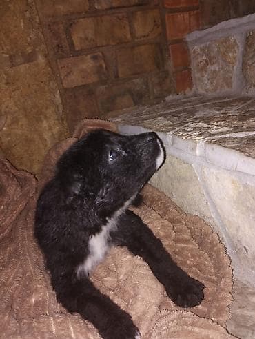 francuski buldog prodaja beograd: Beba Pulina se poklanja — 3