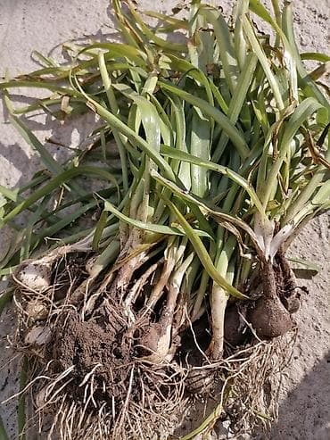 aksesoari za more: Lukovice žutog krokusa (10 kom u pakovanju) 200 din — 3