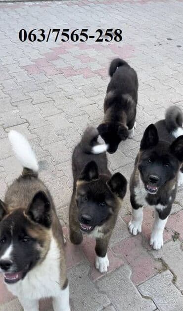labrador beograd: Američka Akita Na prodaju štenci Američke Akite 3 ženki i 3 — 2