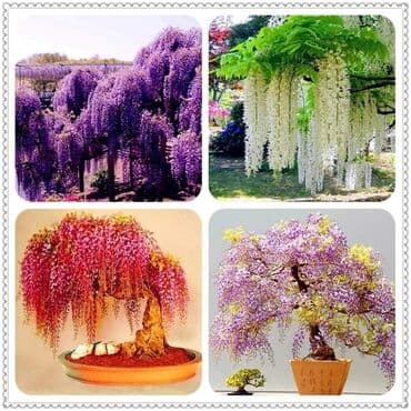duborez ikone cene: Mini Wisteria seme
Cena:550din/5 semenki — 1