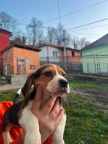 cane corso srbija: Bigl štenci Prodajem prelepe rasne štence rase Bigl, oštenjene — 3