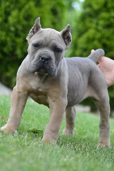 psi firma: Cane Corso, štenci vrhunskog kvaliteta Nasa odgajivačnica Vam nudi — 8