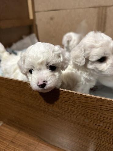 ovcar psi: Bišoni – pahuljasti, kovrdžavi psi sa crnim okicama. Mekana — 2