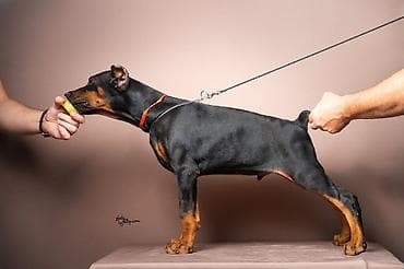 pas sa plavim ocima: NA PRODAJU STENAD DOBERMANA IZ ODGAJIVACNICE: HEAVENLY WARRIOR — 2