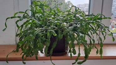 fenjer na petrolej: Božićni kaktus, Slumbergera (Schlumbergera hibridi) poznat je i pod — 1