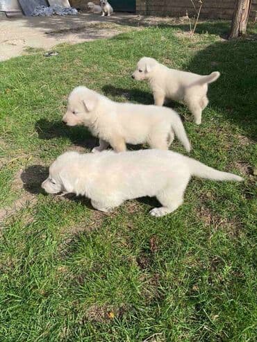 labrador psi: Štenci Belog švajcarskog ovčara ostenjeni 05.09.2023. U ponudi 3 muska — 6