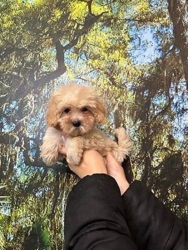 na prodaju mastiff: Maltipoo vrhunske genetike u registrovanoj odgaivacnici Bahu Djokovic — 5
