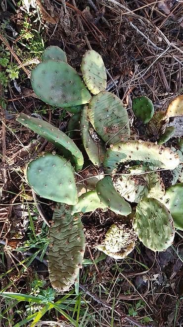 kaktus cena: Kaktusi — 8