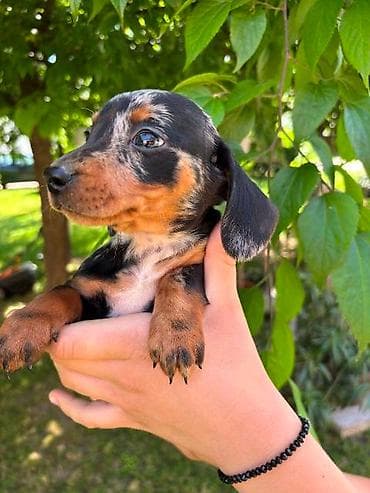 maltipoo na poklon: Merle jazavičar štenci Na prodaju štenci merle jazavičar, oštenjeni — 8