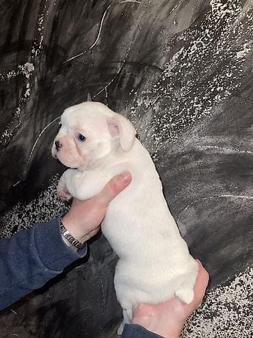 slatki psi: Francuski bulldog štene, jedinstven merle šare. Kompaktno, snažno — 10