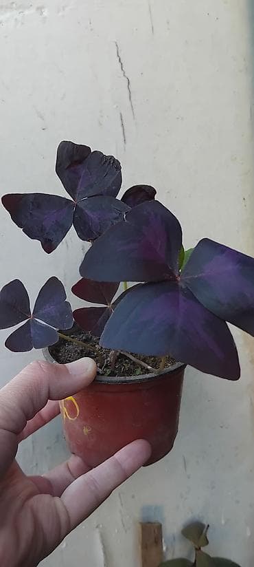 sintelon kula: Oxalis triangularis „Purple Shamrock” – ukrasna sobna biljka - Vrsta — 2