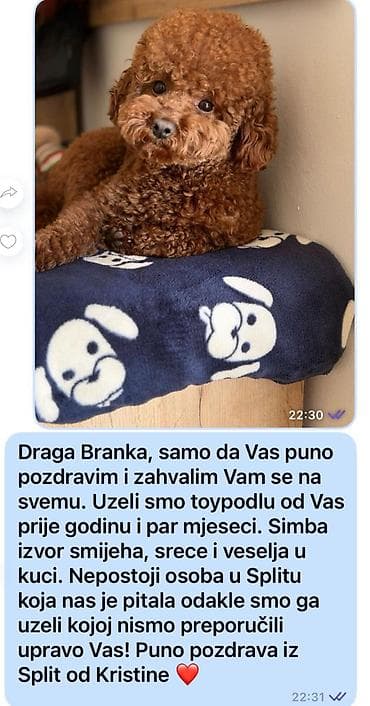 poklanjam štene šarplaninca: Nasa odgajivacnica se nalazi u Indjiji (Srbija) i bavimo se uzgojom — 10