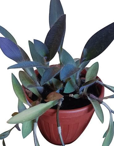 livadske biljke slike: Tradescantia sillamontana (paukova tradeskancija) u saksiji prečnika — 3