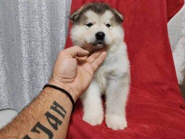 Pet Equipment & Accessories: Aljaski malamut štenci Štenci aljaskog malamuta spremni za — 7