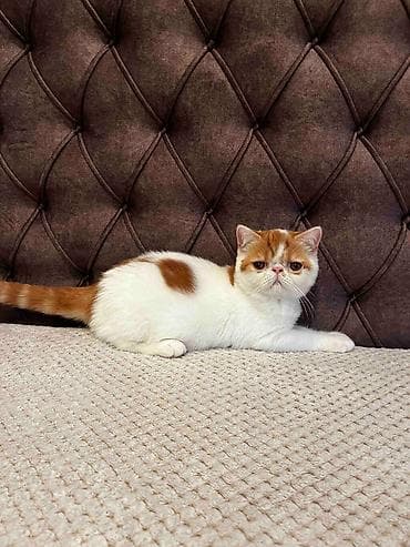 nova guinea cveke: Na prodaju egzotični kratkodlaki mačići (Exotic Shorthair) — 9