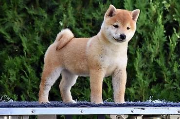 staford kuce: NEW "MINMIGORA' S" litter "Minmigora' s" Shiba Inu kennel present new — 3