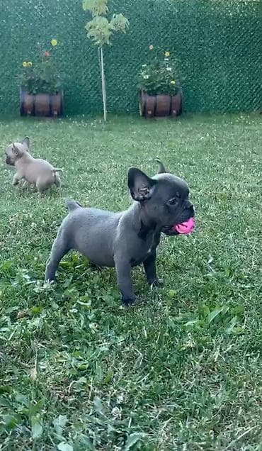 štenci pudle: Francuski buldog štenci egzoticnih boja veseli umiljati strucno — 6