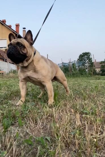 francuski pit bul: Dostupni vrhunski štenci francuskog buldoga Na raspolaganju jos dva — 3