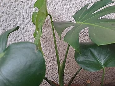 metraza svila: Chlorophytum, velika biljka sa prve slike je 500, sa druge, trece i — 9