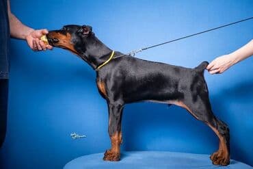 štenci nemačkog ovčara: GROM Doberman Kennel predstavlja stenad iz linijskog parenja Pride of — 9