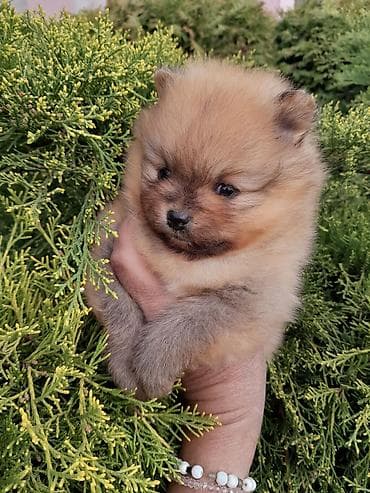 psi haski: Dostupni pomeranci — 9