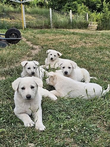 cane corso stenci cena: Na prodaju prelepi čistokrvni štenci Belog švajcarskog ovčara stari — 1