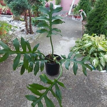 sobno cvece zamija cena: Filodendron maloy — 1