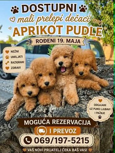 mini maltezer slike: Pudle prelepi kučići Na prodaju pudle, prelepi kučići, mužjaci, rođeni — 10
