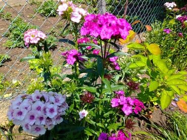 Sve za vikendicu i baštu: Na prodaju seme turskog karanfila mix od 50+/- semenki - 100 dinara — 7