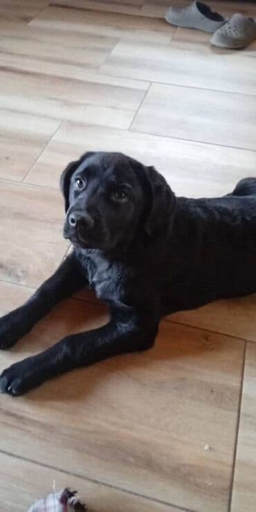Životinje: Labrador štenci na prodaju u žutoj i crnoj boji, oba pola u ponudi — 7
