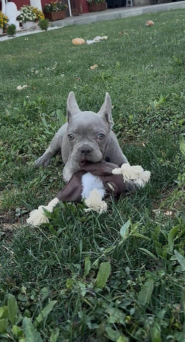 psi za dvoriste prodaja: Francuski buldog stenci plave boje strucno odgnegovani veseli — 2