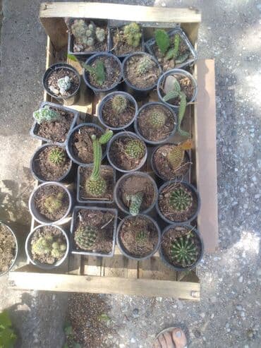 sobna harmonika vrata cena: Kaktusi više vrsta 150 dinara — 1