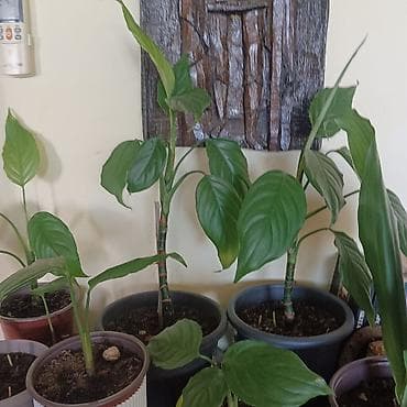 sobno cvece kalatea: Sobne biljke Aglaonema modestum – od 250 do 600 dinara - Više komada — 3
