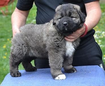 psi na poklon zrenjanin: Kavkaski ovčar štenci Na prodaju štenci kavkaskog ovčara vrhunskog — 5